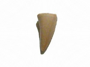 File:Mosasaur tooth.jpg