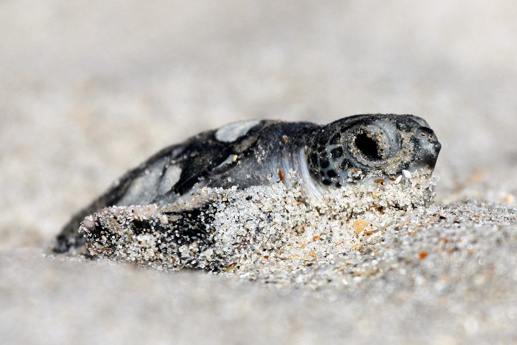 MTN 147: Plastic Straw Found Inside the Nostril of an Olive Ridley Sea  Turtle