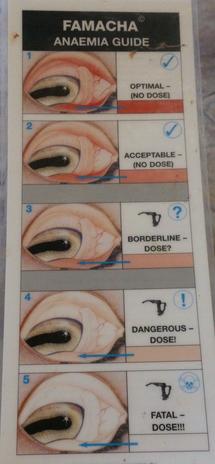 Famacha Eye Color Chart