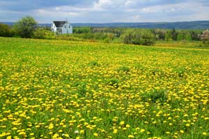 <span class="mw-page-title-main">White Hill, Nova Scotia</span>