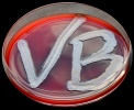 VetBact logotype.jpg