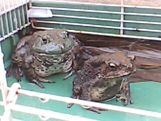 feeding pet toads