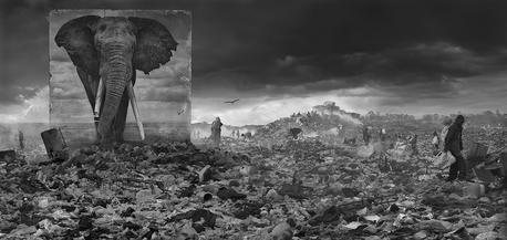 File:Nick Brandt-Wasteland-with-Elephant-2015-500px.jpg