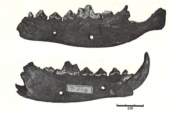 File:Anker wolf mandibles.jpeg