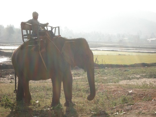 File:Elephant and driver Lak Lake.jpg