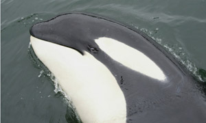 File:Luna killer whale.jpg