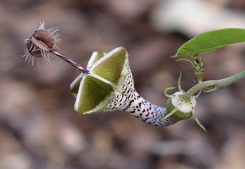 File:Ceropegia distincta.jpg