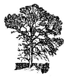 <i>Ulmus</i> × <i>diversifolia</i> Elm cultivar