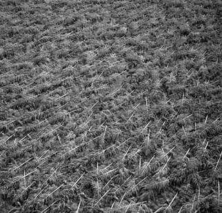 File:Eyrewell Forest Destruction 1975.jpg