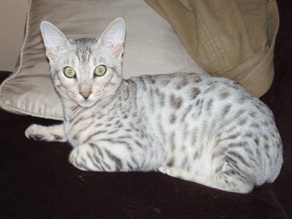 silver bengal cat