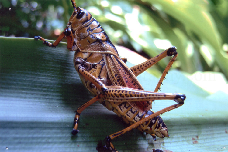 File:Grasshopper up close.jpg