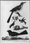 An Illustration from the American Ornithology