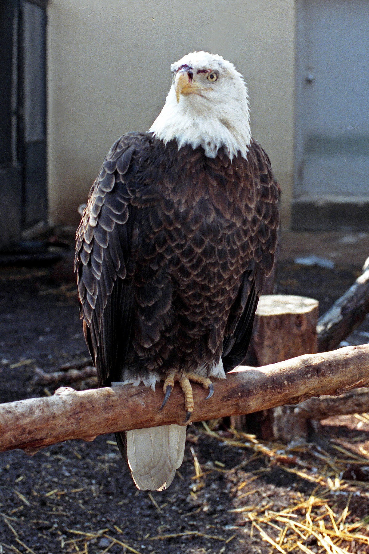 File:Bald Eagle2 St Louis www.neverfullmm.com - Wikipedia