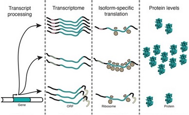 Polysome Fractionation & Analysis: Mammalian Translatomes On Genome-Wide  Scale l Protocol Preview 