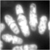 Schizosaccharomyces pombe fluoresced with dihydroethidium Schizosaccharomyces pombe DHE.jpeg