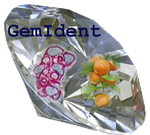 File:GemIdent logo.jpg