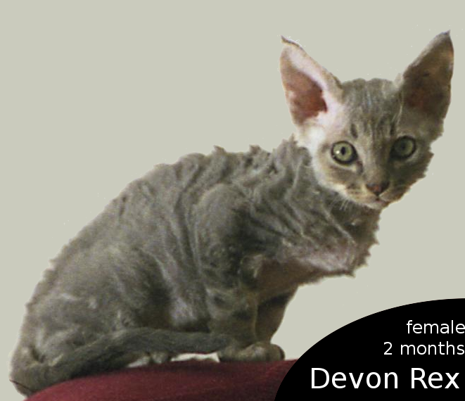 File:Devon Rex - female kitten.png