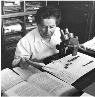 Naomi Feinbrun-Dothan Israeli botanist and professor (1900–1995)