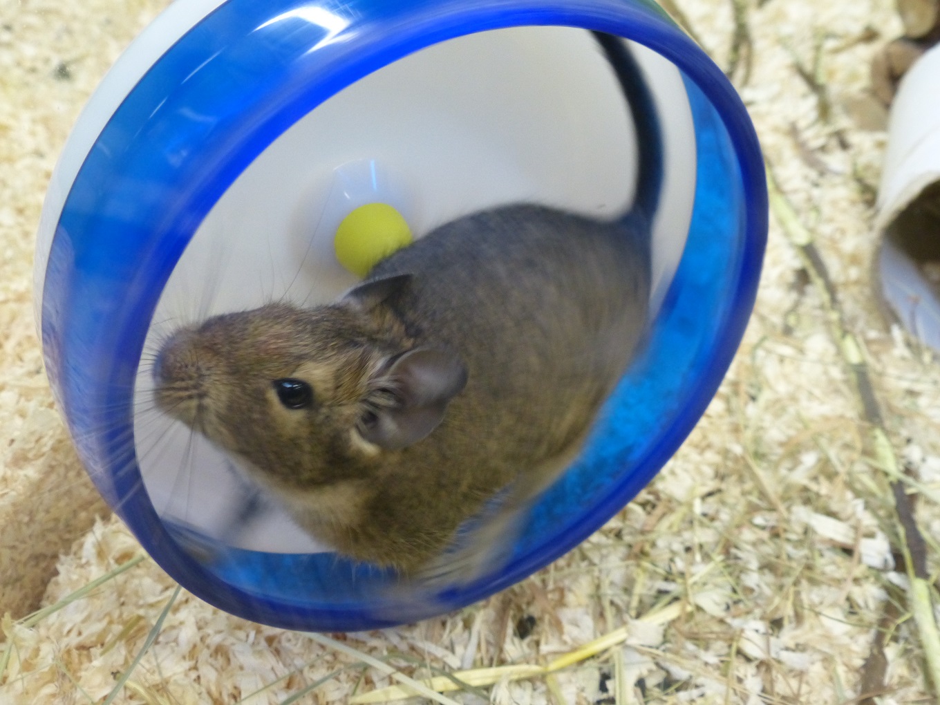 Hamster - Wikipedia