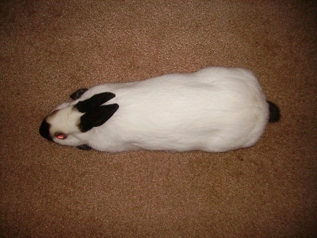 himalayan rabbit