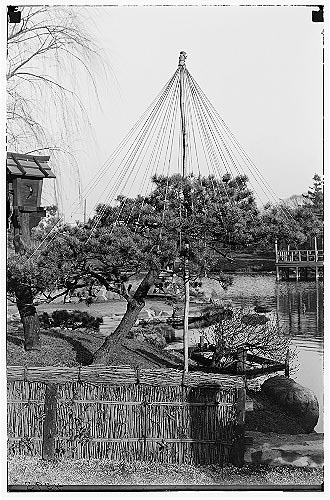 File:BBG Japanese Garden Yuki-yoki 02.jpg