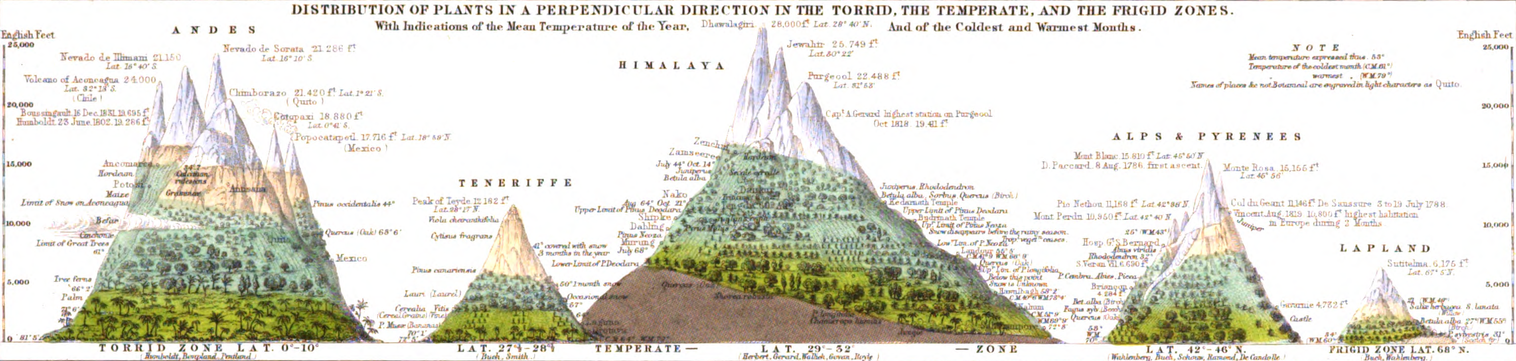 Why Is the Treeline at a Higher Elevation in…