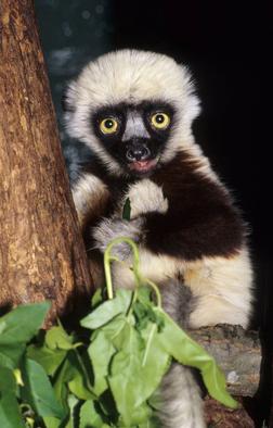 <span class="mw-page-title-main">Jovian (lemur)</span> Coquerels sifaka who portrayed Zoboo in Zoboomafoo