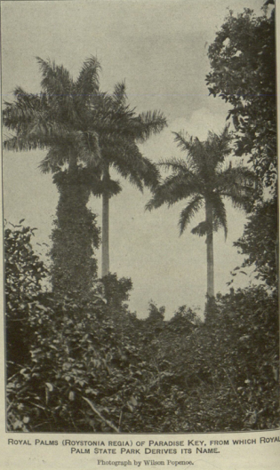 File:RoyalPalm.png