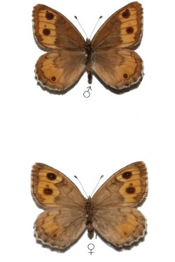 <i>Pseudochazara williamsi</i> Species of butterfly