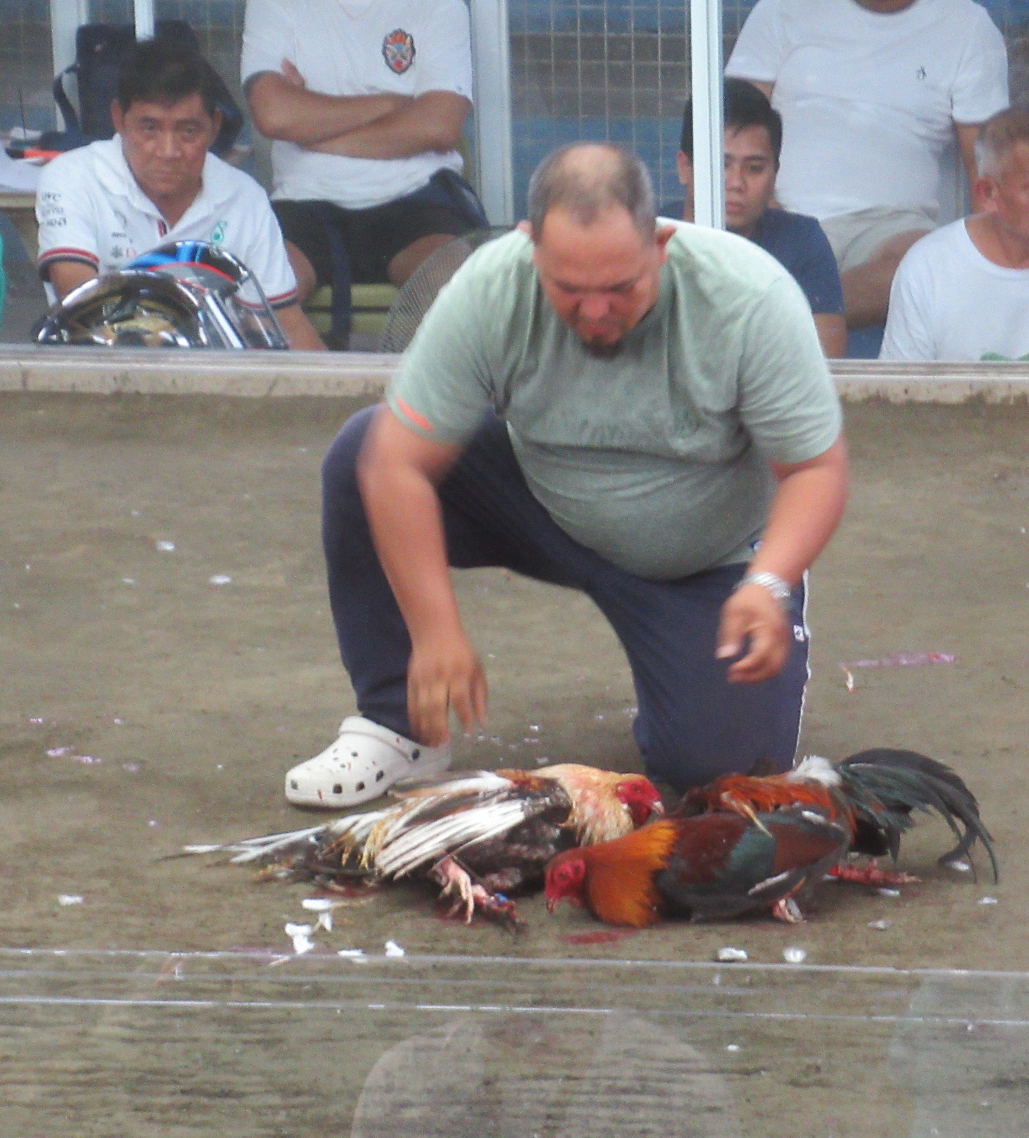 Legal_cockfighting_Guiguinto_coliseum5.jpg