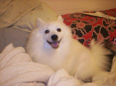 A four-year-old female Japanese Spitz