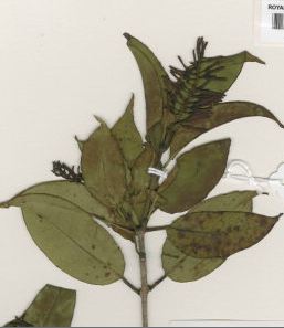 File:Helixanthera schizocalyx type specimen Kew Gardens.JPG