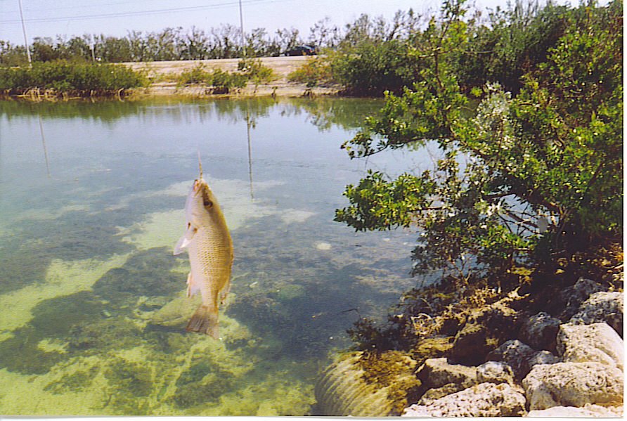 Mangrove snapper - Wikipedia