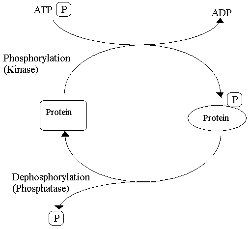 File:Reversible phosphorylation.PNG
