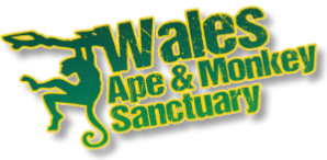 <span class="mw-page-title-main">Wales Ape and Monkey Sanctuary</span> Zoo in Abercraf, Wales