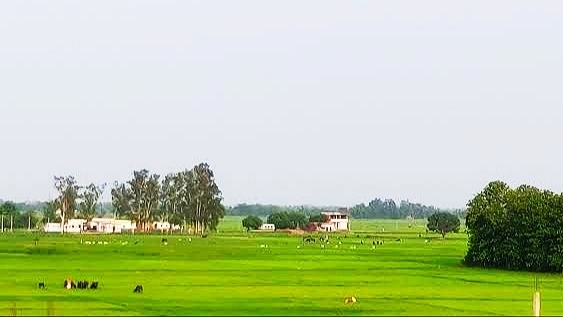 File:Farms in Usia.jpeg