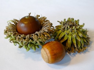 File:Quercus acutissima - sawtooth oak acorn.jpeg