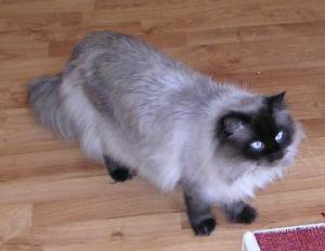 Himalayan_cat_percy.jpg