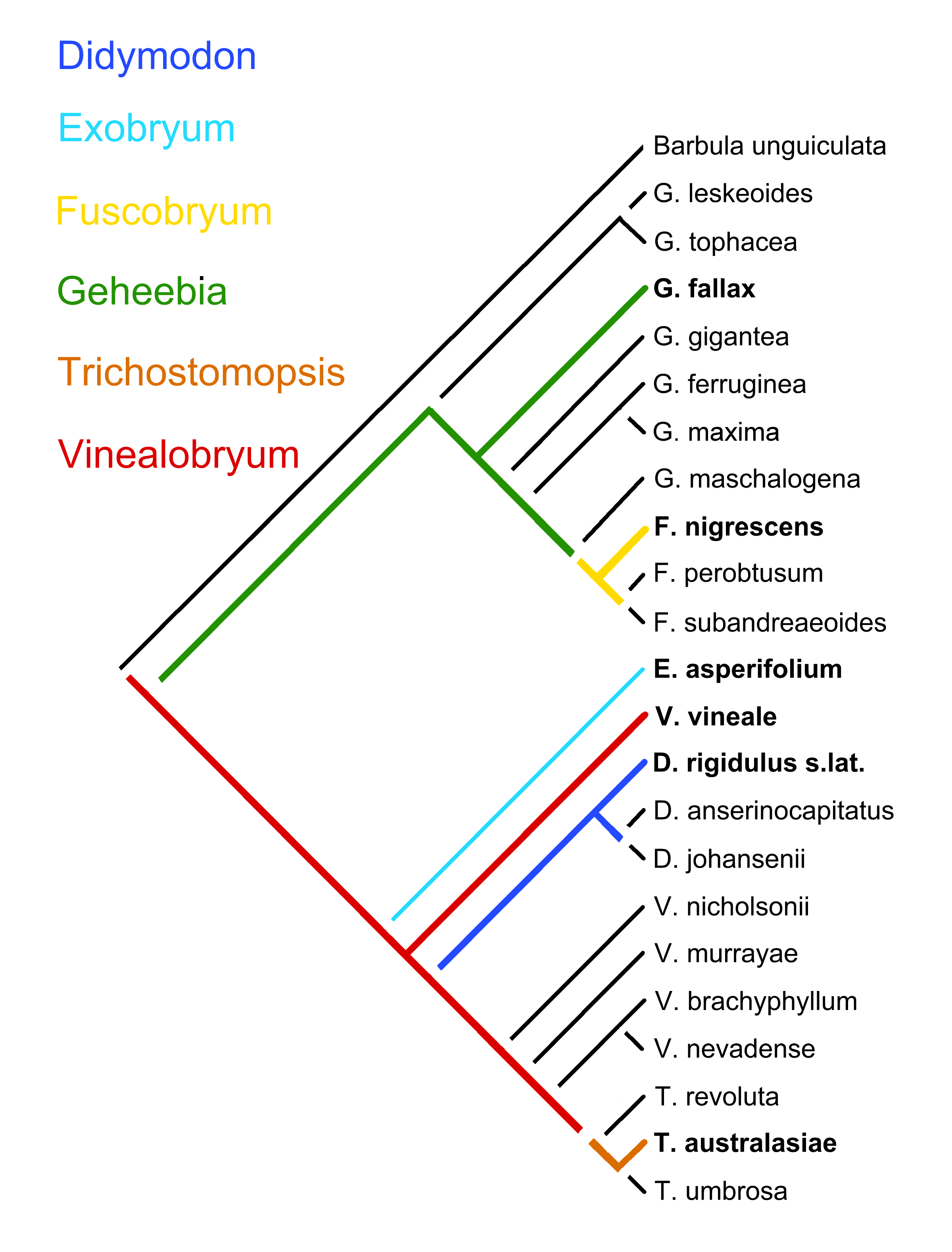 classification of kingdom animalia based on fundamental features