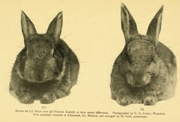 File:Rabbitdimorphism2.png