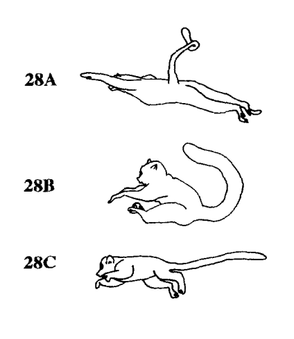 Variations in mid-flight posture Types of Vertical Clinging Leaps, Hunt et al 1996.png