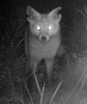 <span class="mw-page-title-main">Rambo (fox)</span> Australian fox who evaded eradication