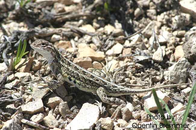 lesser earless lizard