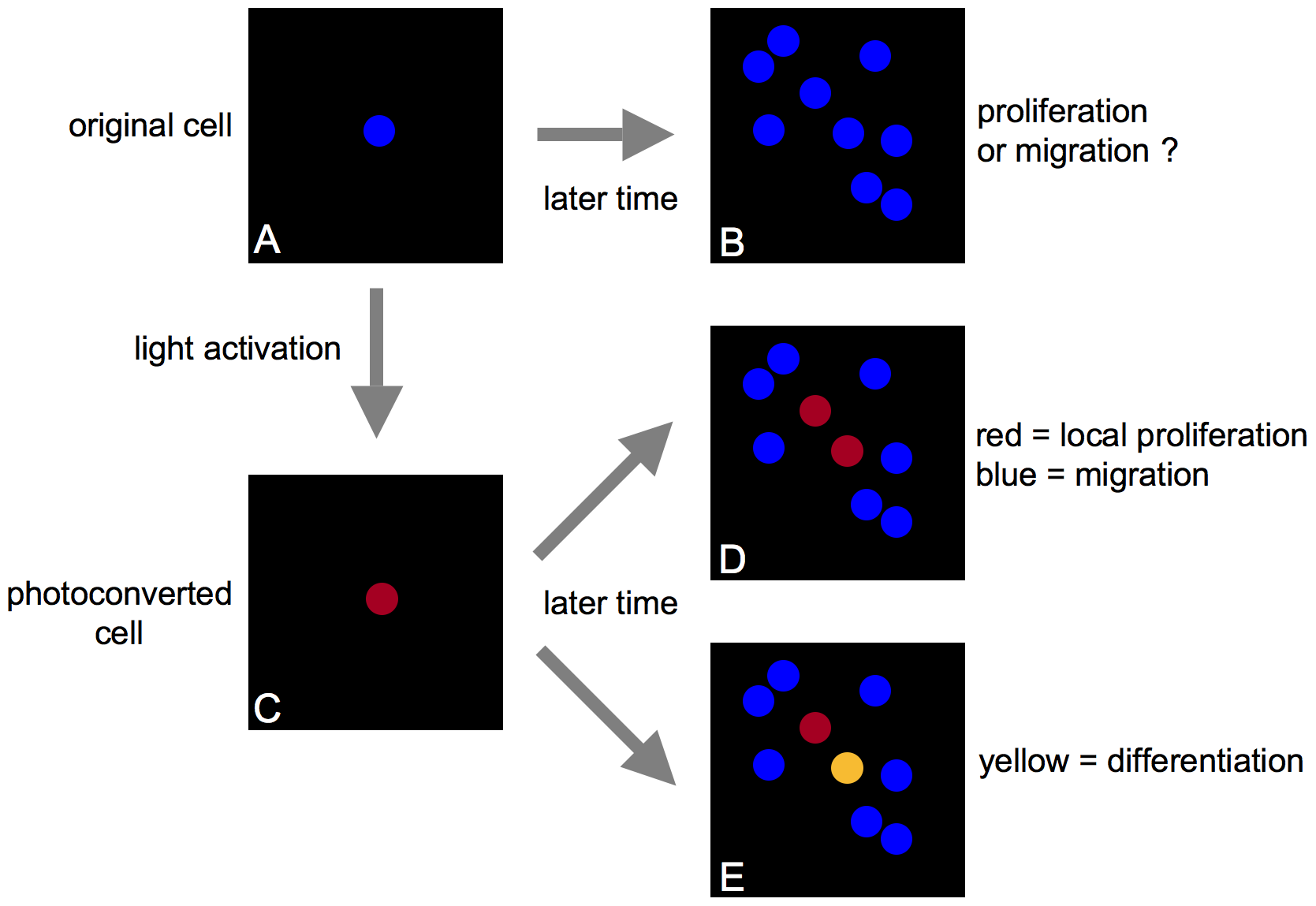 Brown et al. Blumberg et al., 2013. Shi et al., 2013. Witters et al., 2013 online.