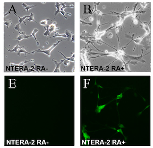 <span class="mw-page-title-main">NTERA-2</span>