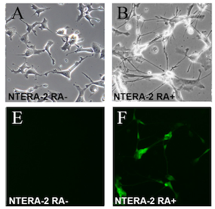 File:NTERA-2 differentiation.png