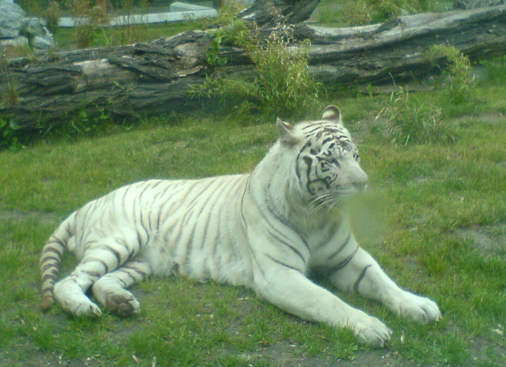 White tiger - Wikipedia