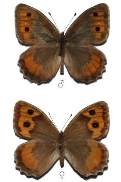 <i>Pseudochazara mniszechii</i> Species of butterfly