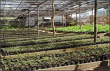 Canatuan Reforestation Nursery CanatuanReForestationNursery.jpg