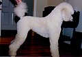 11 month old Standard Poodle